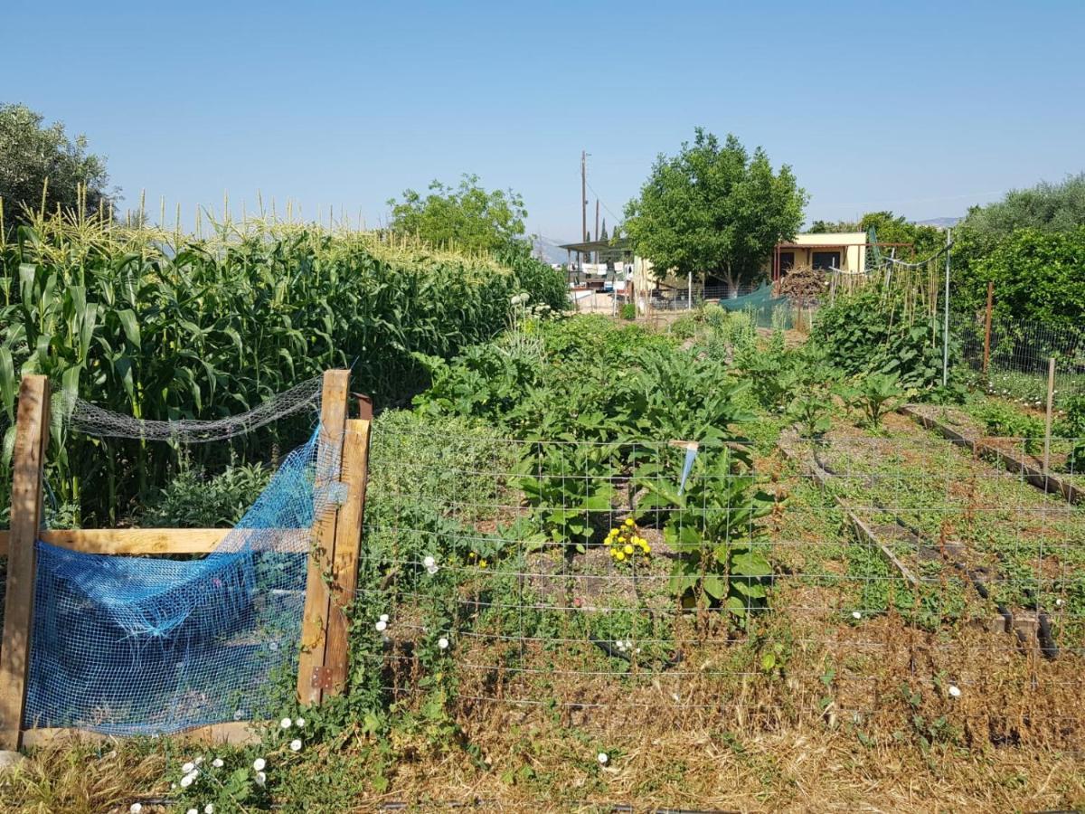 Eco Glamping With Pool Between Nafplio And Argosz Kültér fotó
